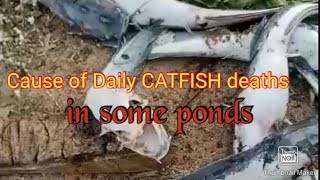 Cause of Daily CATFISH deaths in some ponds #fishing  #catfishfarming