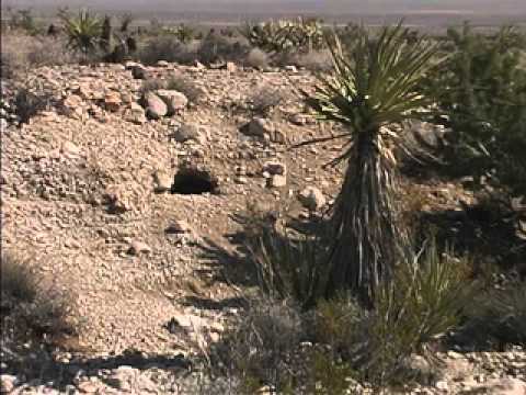 A Desert Tortoise&rsquo;s Life