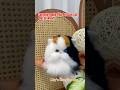 I made a realistic Persian cat with wool #cat #diy #woolencraft #custom #Persian cat #pets