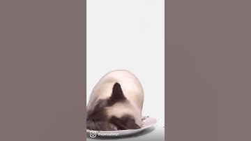 Cats try catnip for the first time! full video in the comments👀