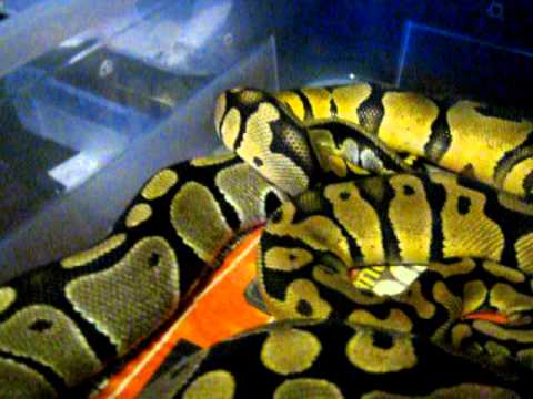 mating grounds podcast Pastel ball python breeding