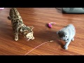 Bengal cat  hunting skills of cheetahs  haburus new friends