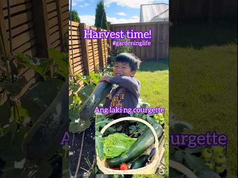 Fresh veggies from our garden #harvest #gardeninglife #gardentotable