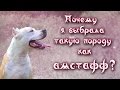 Почему я выбрала такую породу как амстафф?| питбуль и амстафф