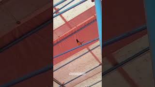 Mb Ringds Lepas 30 Juta Sujud Di Besi Gantangan  kicaumania muraibatu