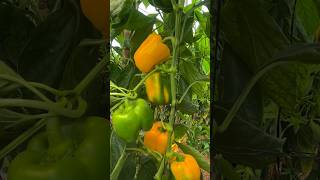 Cultivo de Pimiento Morron, pura calidad de Autlan Jalisco #viral #shorts  #campo #agricultura ?