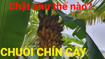 Đã bao giờ bạn gặp buồng chuối chín cây như thế này bao giờ chưa?