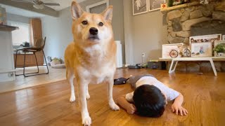 when her human brother faints.. by Haru the Shiba Inu 8,697 views 2 years ago 1 minute, 16 seconds