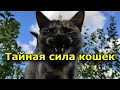 Тайная сила кошек. Правда или вымысел. Узнай больше.