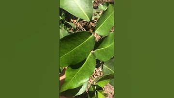 Cây cộng sản kết hợp với Dây cóc kèn chữa bệnh trào ngược dạ dày, Đau Bao tử rất hay