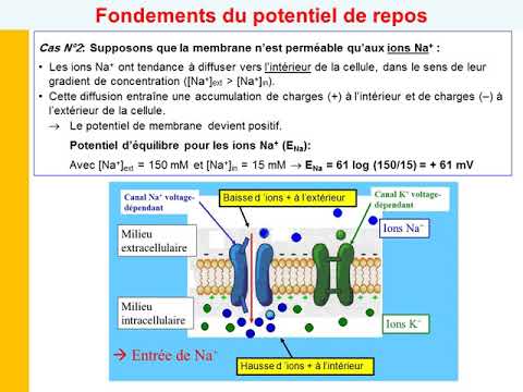 Vidéo: LE DEVELOPPEMENT Vient D'un Point De Repos