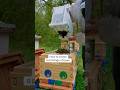 How to install a package of bees #beekeeping #apimaye #packagebees