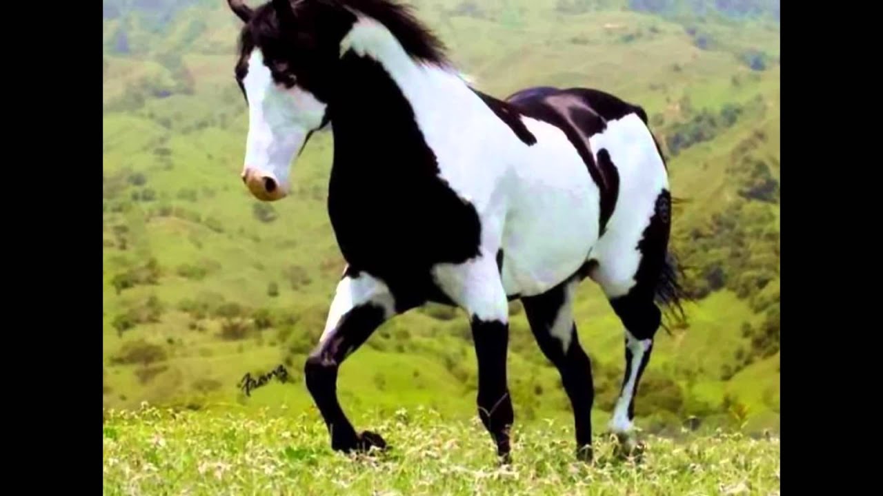 Beautiful Paint Horses