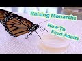 Raising Monarchs - How To Feed Adults (Help The Monarch Butterfly)