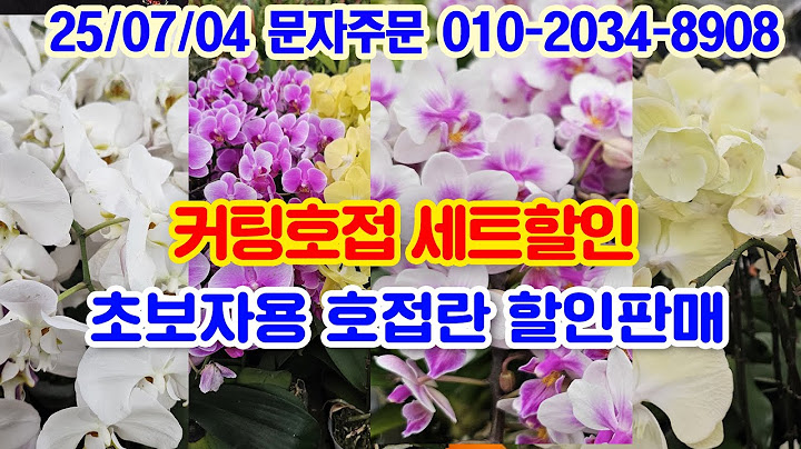 세월농부 커팅호접 라이브 판매 호접란 할인 향기반다 꽃