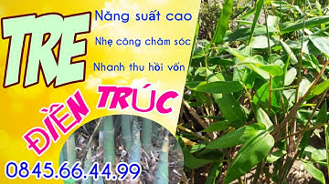 TRE ĐIỀN TRÚC🎋Loại cây "trồng chơi - ăn thiệt"😍0845.66.44.99👉Thế Giới Cây Giống Cai Lậy
