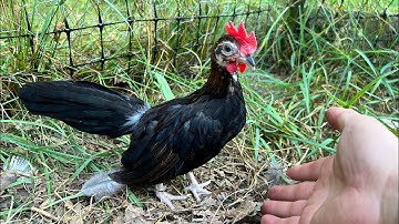 New mini fenix flock