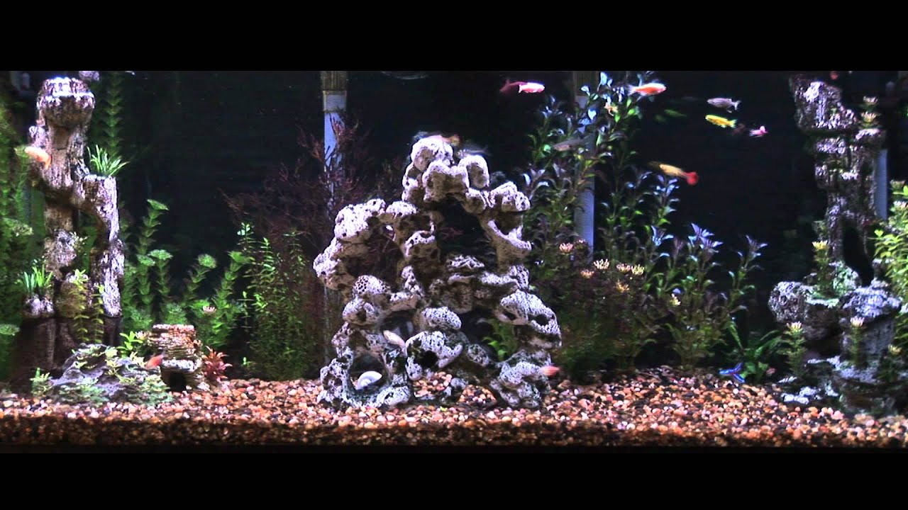 virtual desktop aquarium youtube