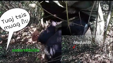 dib qaib qus tuaj zoo tiag tiag