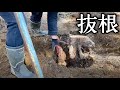 抜根 太い木の根の処理 テントサイト整備 【貸切キャンプ場を作る動画 #12】