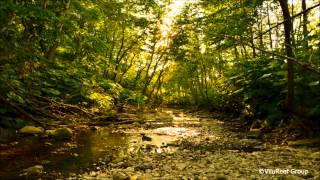 Evening Cicada & River Sounds / Nature Sounds