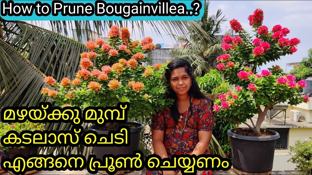 Pruning Tips of Bougainvillea | Fertilizer | കടലാസ് ചെടി പ്രൂൺ ചെയ്യുന്നതിൽ അറിയെണ്ട ചില കാര്യങ്ങൾ