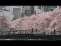 Sakura around Tokyo 2023 | Part 2 [Wabi-Sabi]