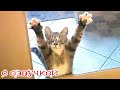 Приколы с котами! С ОЗВУЧКОЙ! Смешные коты и собаки! САМЫЕ СМЕШНЫЕ ЖИВОТНЫЕ!