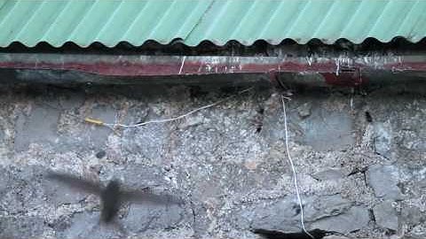 Common Swift pair going to roost