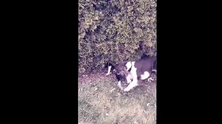 Remi & Roxi!  "Where you lead, I will follow!"  (M...