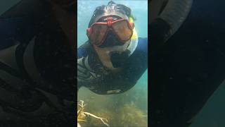 Snorkelling down the Cormandel