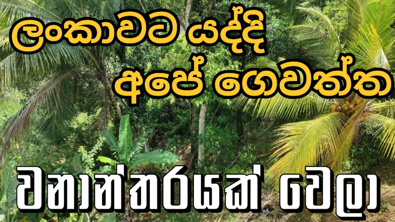 🇱🇰 වනාන්තරයක් වූ අපේ ගෙවත්ත