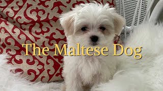 The Maltese Dog