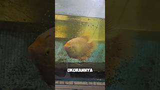 Wow Gedenyapertumbuhan Gurame Padang Dalam 4 Bulan