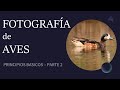 FOTOGRAFIA DE AVES - PRINCIPIOS BASICOS: Medición de la luz, Exposición, Seteo de la cámara y más!!!
