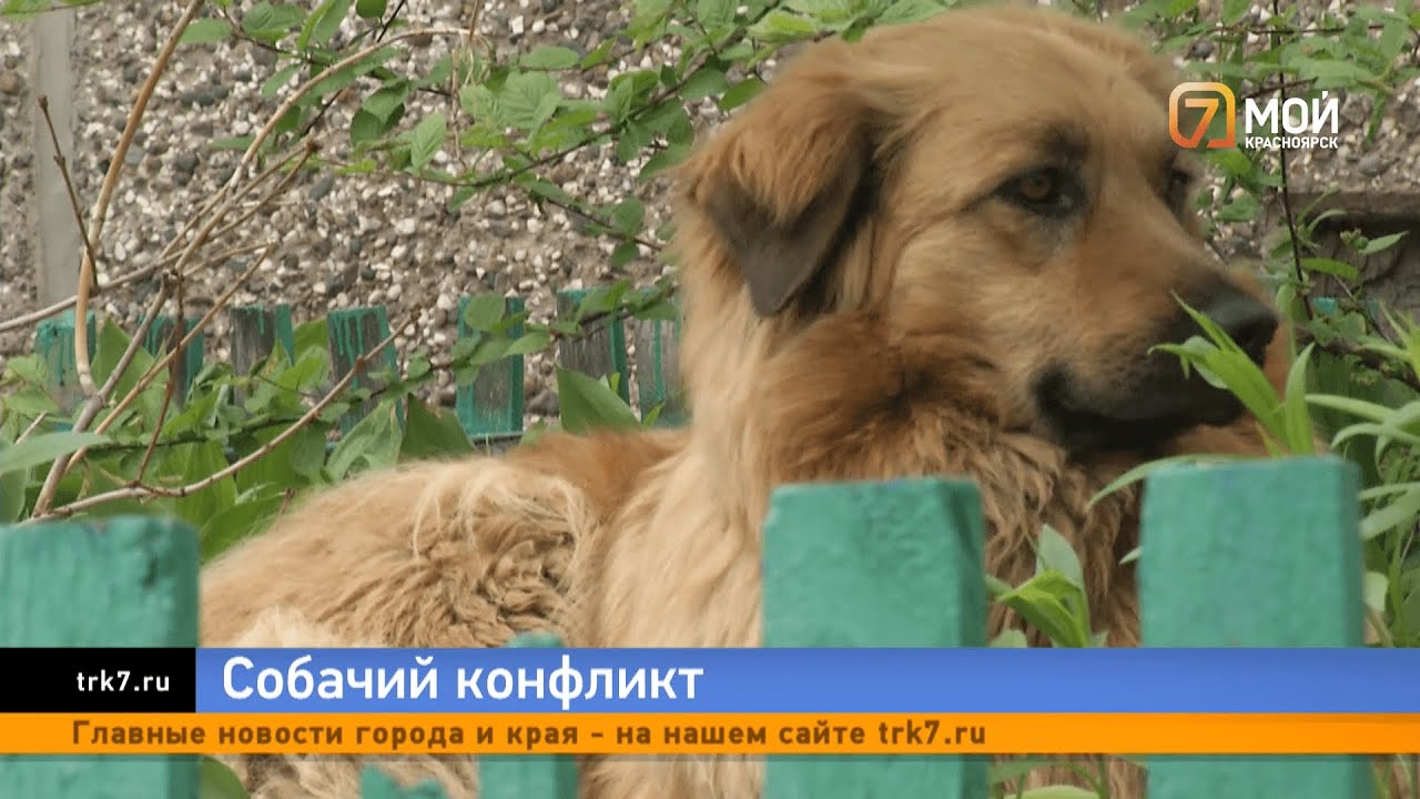 Жители Калинина не могут избавиться от собак с документами в своём ...