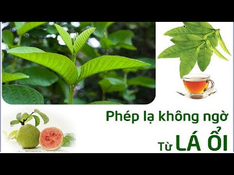 15 Công Dụng Chữa Bệnh Thần Kỳ Của Lá Ổi Không Phải Ai Cũng Biết