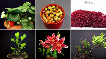 Growing plant time lapse compilation - 200 days #greentimelapse #gtl #timelapse