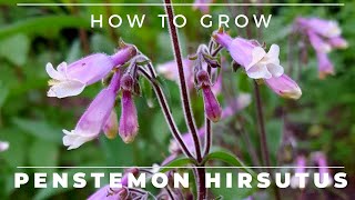 Penstemon Hirsutus - How to Grow Hairy Beardtongue