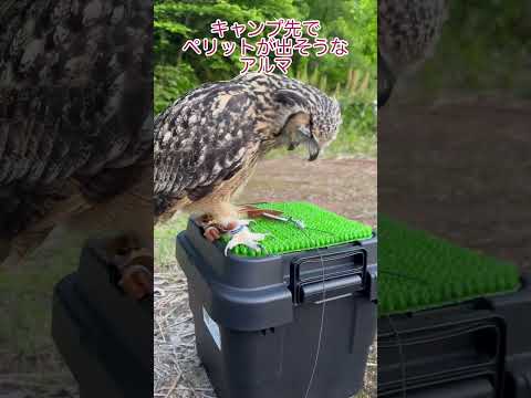 キャンプ先ですっきり🦉