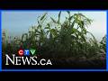 Farmers assessing impact of spring rain on crops | CTV News Red Deer: June 16