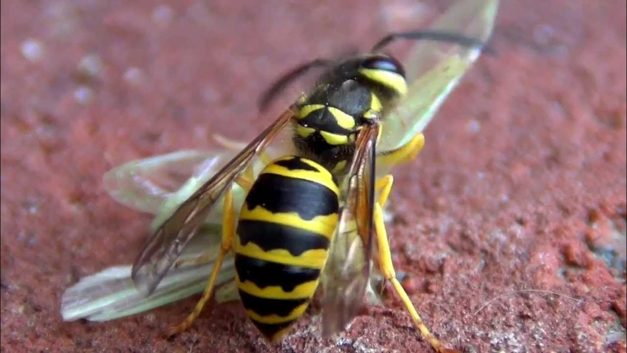 Yellow Jacket Bites Insect's Head Off in Violent Attack YouTube