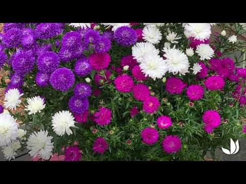 Vidéo: Informations sur l'aster touffu : conseils pour faire pousser des fleurs d'aster touffu