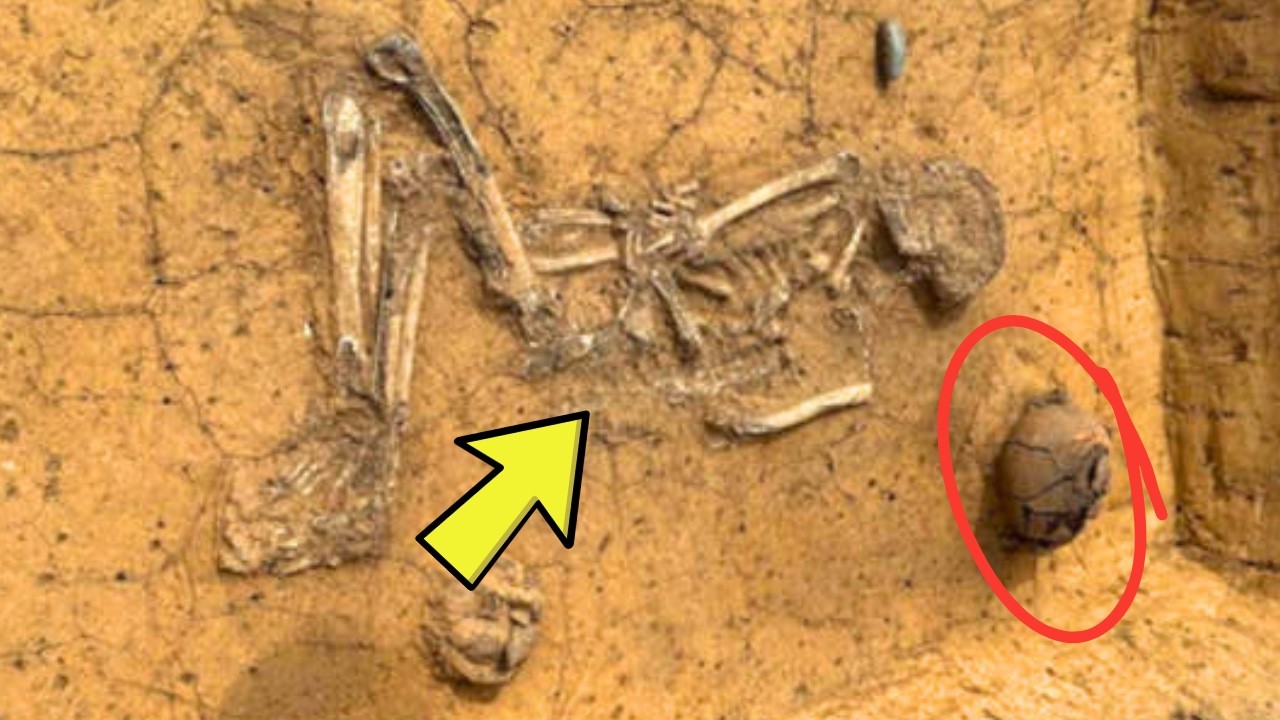 Bags Adorned With 4,500-year-old Dog Teeth Were Found—what They Discovered Inside Is Truly Shocking