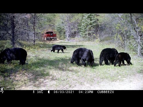 Insane Wildlife & Watching For Squatch At Area 52!