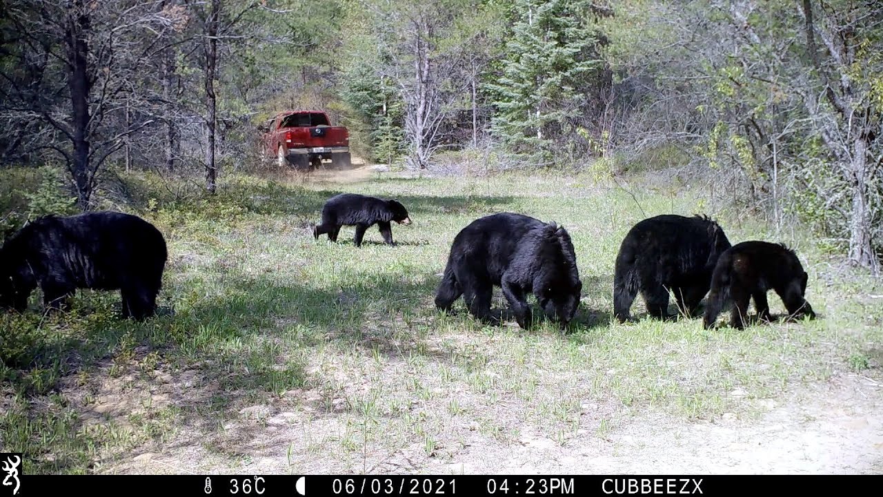 Insane Wildlife & Watching For Squatch At Area 52!