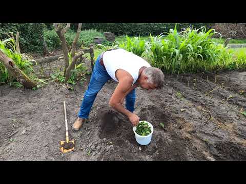 فيديو: زراعة الشتلات بدون كوارث