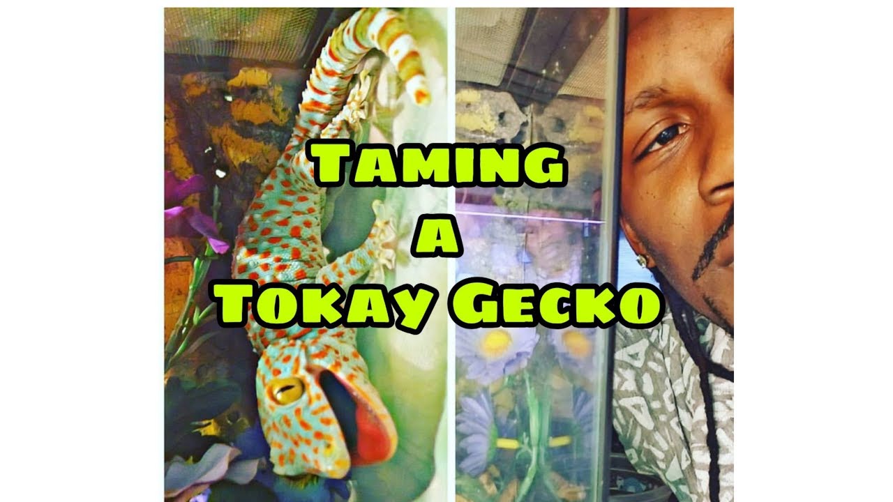 Taming a Tokay Gecko ( Trap Nature)