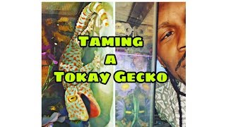 Taming A Tokay Gecko Trap Nature