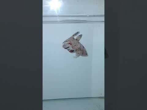 Hasil persilangan NEMO